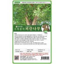 브랜드없음 피칸나무씨앗 100g[AA], 단품없음