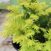 황금 주목나무 묘목 포트묘 30cm 조경수 조형나무 울타리목