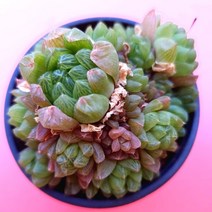 옵튜샤 탱글 탱글 푸르고 투명한 예쁜 다육식물1-30, 단품