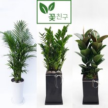 플라워석 떡갈고무나무가지 50cm 떡갈잎 공기정화식물 인테리어식물 백화점에서도 잘 사는 키우기쉬운 반려식물 플라스틱화분