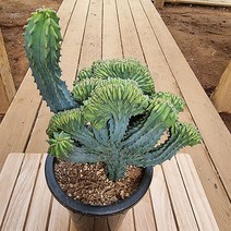 용신목철화 1구 목대 키우기 쉬운 다육 화분1-250 랜덤발송, 단품, 1개