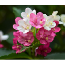 삼색병꽃[1포트], 1개