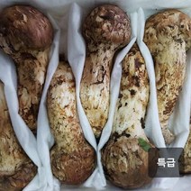 자연산송이버섯 송이버섯 백두산, 1박스, 1등급  1kg