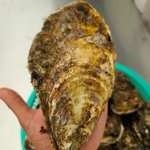 프레시퍼스트 산지직송 통영석화 각굴 삼배체굴 특대왕굴, 삼배체석화2kg, 1개