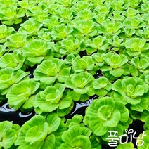 [풀미남 오픈이벤트] 목련물배추 3뿌리 / 예쁘고 쉬운 부상수초 키우기