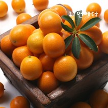 자연에더 제주 표선농협 금귤 500g x 2팩 (소과)