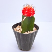 인플랜츠팜 비모란 오렌지 미니 선인장 포트 반려식물