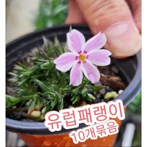 유럽패랭이 10개묶음/꽃이 연중 피는 사철패랭이