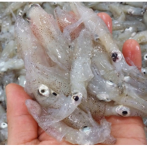 국내산 알베기 꼴뚜기(호래기) 500g, 1box