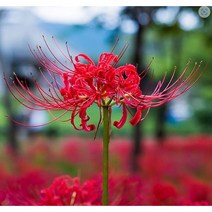 꽃무릇구근포트분(12CM) 석산 붉은상사화 가을꽃