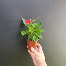 작지만 강한 안스리움 레드 소품 152568