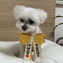 강아지 리본화환 선물포장 촬영소품 인간화환, 연두