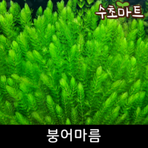 [수초마트] 붕어마름, [단품] 5줄기