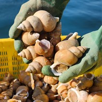 [선주직송] 구룡포 연안바다 자연산 100% 백골뱅이 활고동, 소 500g (25미내외)