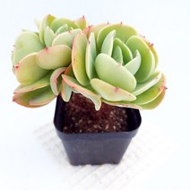 둥근잎비취후리데 다육이 봄다유기 다육식물2-50, 단품