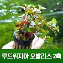 초보 수초 키우기 루드위지아 오발리스 2촉, 단품