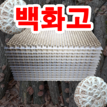 농부의 순정 표고버섯종균 표고 성형종균 610구, 1판