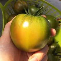 산지직송 대저토마토, 1.5kg(맛보기용)