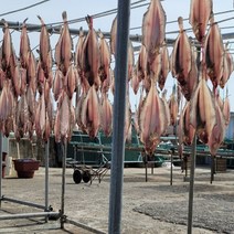 감포 울산 반건조 가자미 물가자미 미주구리 참가자미 조림 구이 수협가재미 15미 21미, 3. 27cm-29cm (15미)