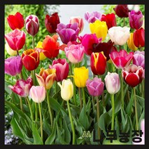 (나무농장) 튤립구근 시리즈 ( 10개묶음 ), 8.파워 플레이