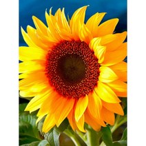 지산 DIY 보석십자수 (캔버스형) 40x30cm, 1개, JS31 해바라기 1송이
