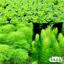 [수초교실] 아기물고기를 지켜츄! 수초버전 1 (암브리아 5촉 + 붕어마름 5촉 + 목련물배추 2뿌리)