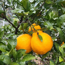 가정용 제주 꼬마 노지 한라봉(소과)5kg, 5kg, 1개