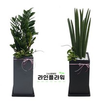 진접꽃배달 진접꽃집 개업화분, 회색, 고무나무, 1개