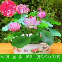 그릇 연꽃 수경 식물 씨앗 꽃 씨앗 사계절 실내 꽃 수련 연꽃 씨앗 연꽃 씨앗 화분, 훌륭한, 혼색연꽃 20캡슐 + 화분 + 흙 + 양액