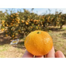 제주 노지감귤 황금향 레드향 조생감귤, 10kg