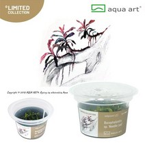[아쿠아아트] 부세파란드라 니들리프 무균수초