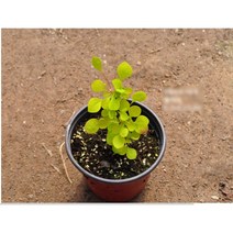 수생식물/묘목 황금매자 갈색플라스틱화분 모종 3개 (L0463)