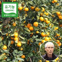 제주 유기농 감귤 5kg 친환경 무농약 노지 감귤 밀감 혼합과 당도보장, 제주 유기농 감귤 10kg 친환경