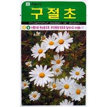 구절초 꽃씨앗 1000립