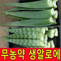 친환경 무농약인증 알로에 생잎 사포나리아 4kg 농장직송, 1박스, 사포나리아2kg
