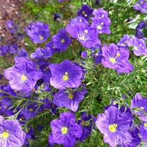 [모야모 꽃씨] 솔잎도라지 30립 씨앗