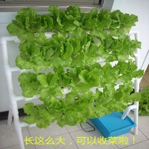 식물재배기 수경 재배기 스마트팜 흙이 없는 재배 장비 가족 발코니 야채 재배자 97, 단면(파란색 물탱크 있음 타이머 없음), 중간