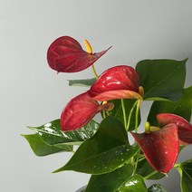 안스리움 아리스토 식물만 기본마사 안시리움 수경재배식물, 로얄핑크, 한국 화이트, 검정화산석, 1개