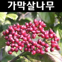 가막살 나무 묘목 키80~100cm 5개/정원/공원/조경수