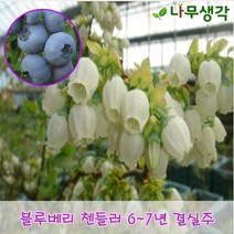 착한가격 나무생각 블루베리(첸들러)H1.0~2.0/6~7년 결실주