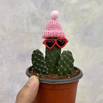 [광합성] 만세선인장 소