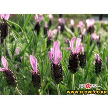 프렌치라벤더, 1개