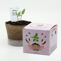 팜팜농장 고추 모종키우기