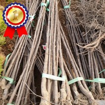 체리나무( 라핀) 접목1년 1주 키움원예 유실수 묘목 조경수