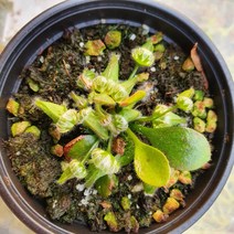 해마루 희귀 식충식물 세팔로투스 세팔 플랜테리어 생수태, 1개