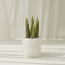 아토제이드 옥꽃 스투키 / 공기정화 옥꽃 이사 집들이 인테리어 축하 선물