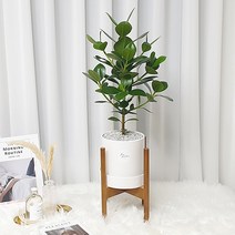 햇살농장 (우드스탠드 포함)인테리어 화분SET 13종, 1개, 7.크루시아