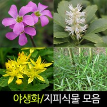 순희농장 야생화 지피식물모음 포트 10개묶음, 10개, 붓꽃포트