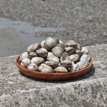 고창 자연산 동죽조개 물총조개 해감 동죽 바지락, 동죽조개 1kg