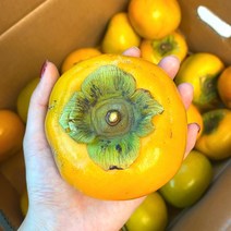 냥냥이네 단감 50-70과 10kg